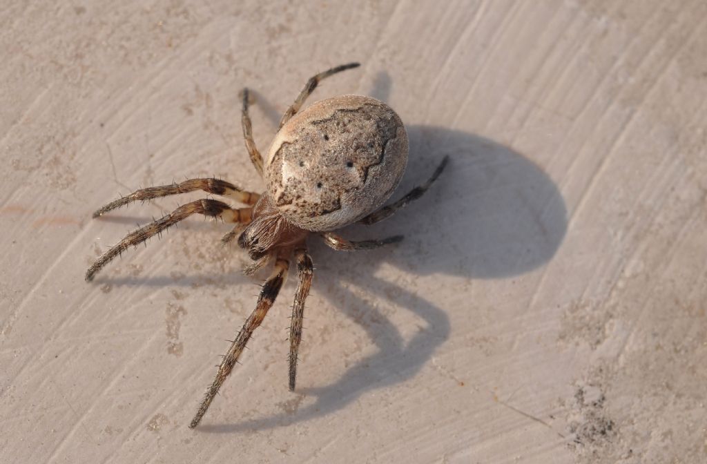 Larinioides sp., femmina - Punta Sabbioni (VE)